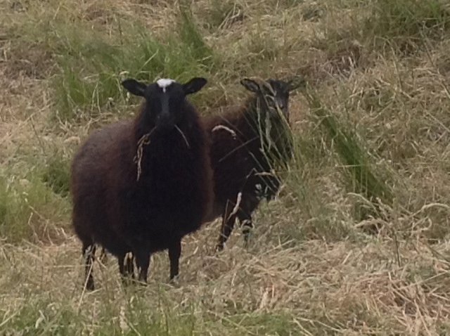Gotland Pelt Lambs
